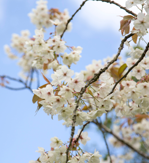 Blossom tree